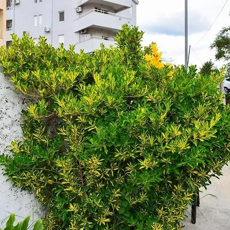 Apartment Jurica - 300 M From Sea *